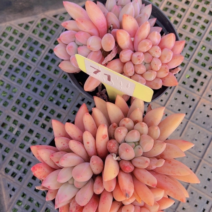 糯*谷健健康康平平安安