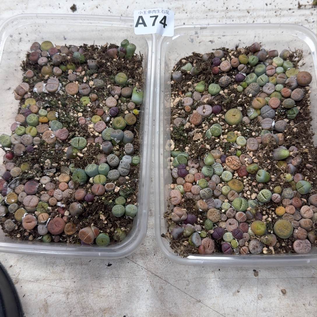 A74 两大盒彩混合。福利