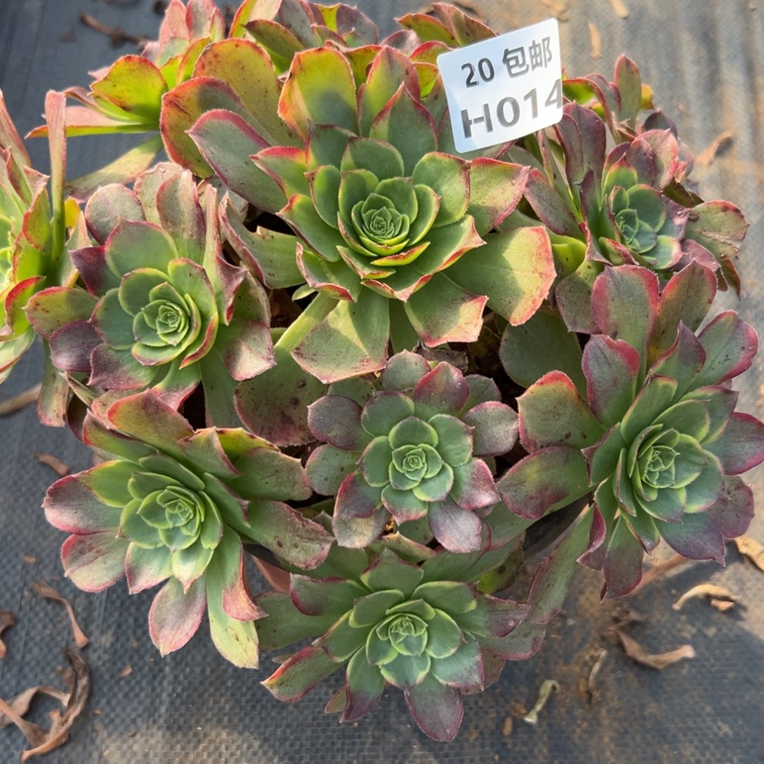 014奶白，满20包邮