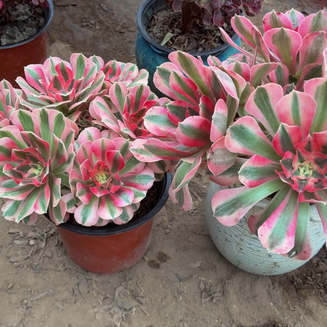 长叶片粉女巫两颗脱土发货