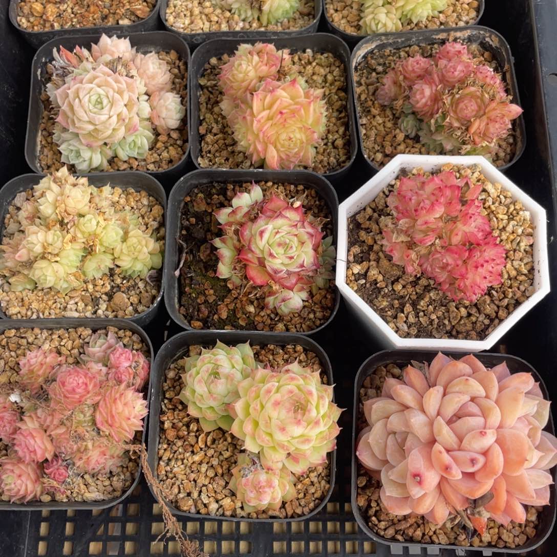 多肉植物十二个精品组198