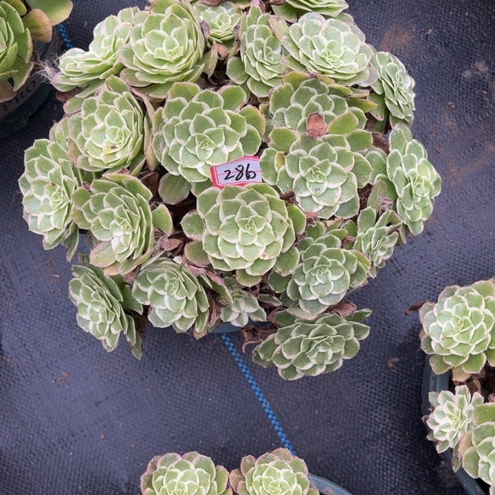 286多肉植物法师老庄