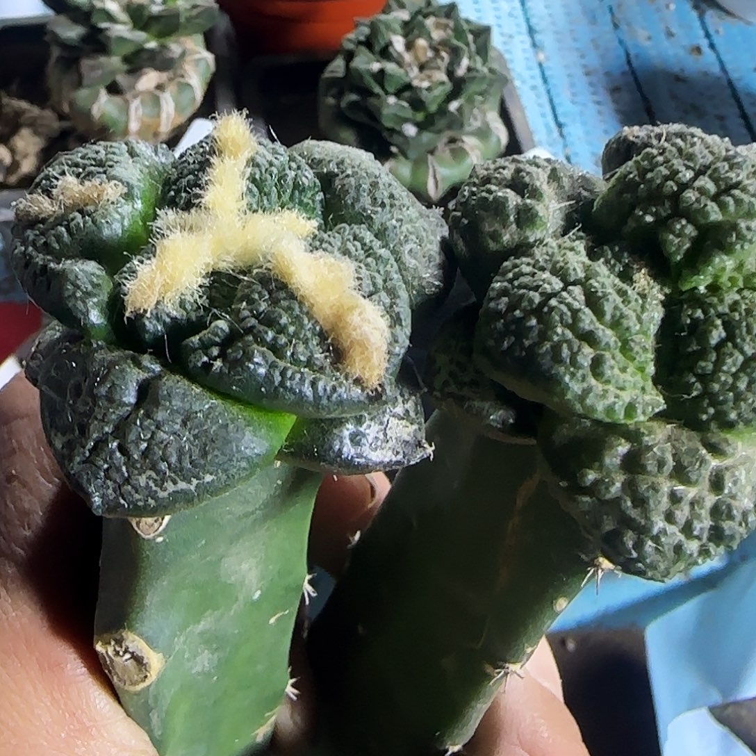 福利两个牡丹811。      