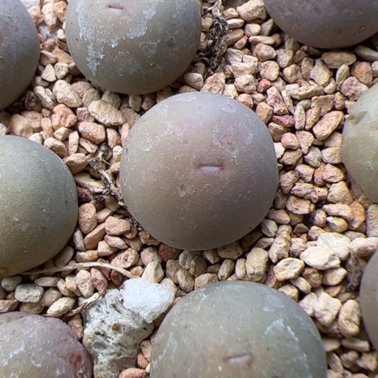 【闪购商品】000000009V嘴