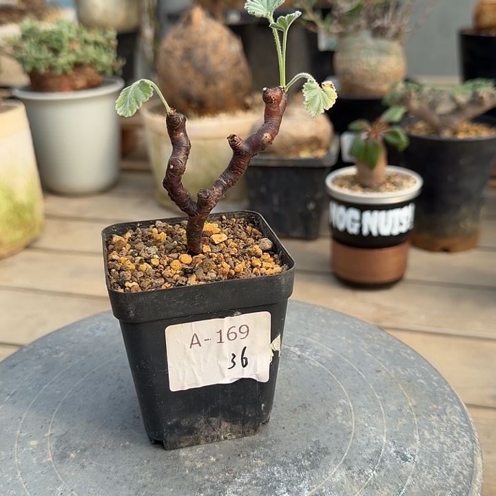 169枝干洋葵满50包邮