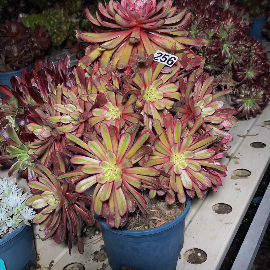 法师法师7/36包邮法师