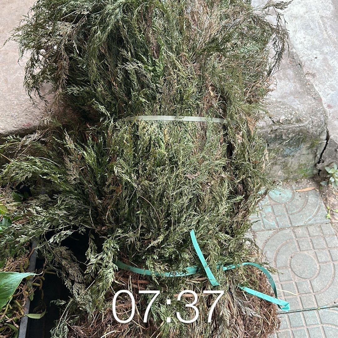 500克小叶金花草 金花草乌蕨 乌韭金花草 细叶凤凰尾干品整株