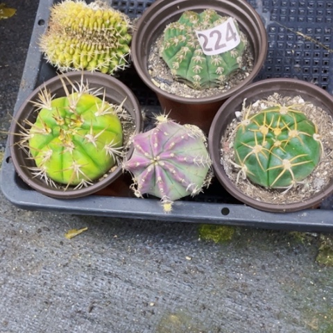 224仙人球如图东北不拍货