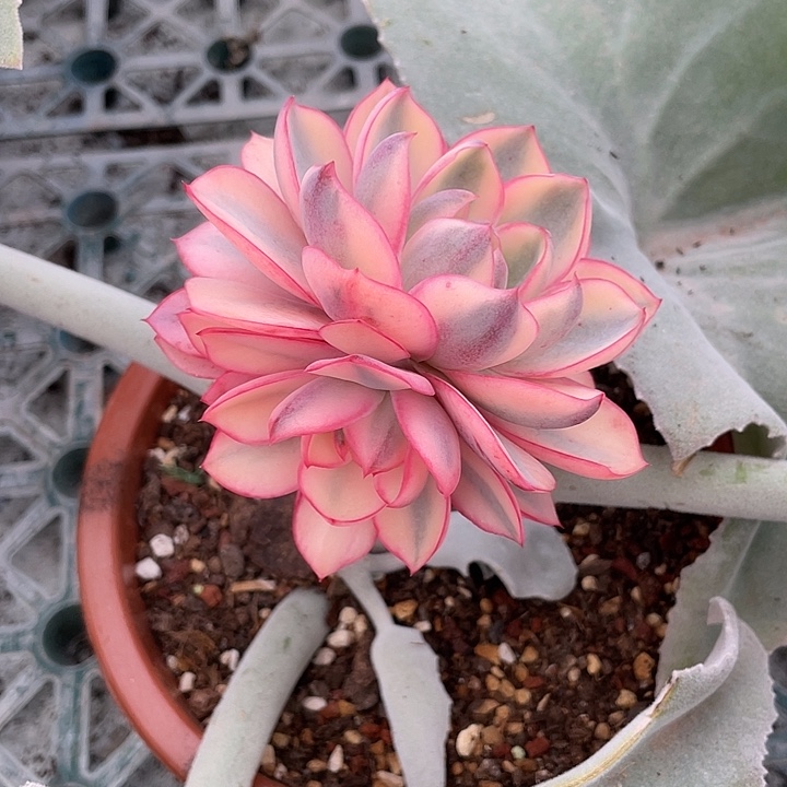 赫拉锦出侧芽一物一拍