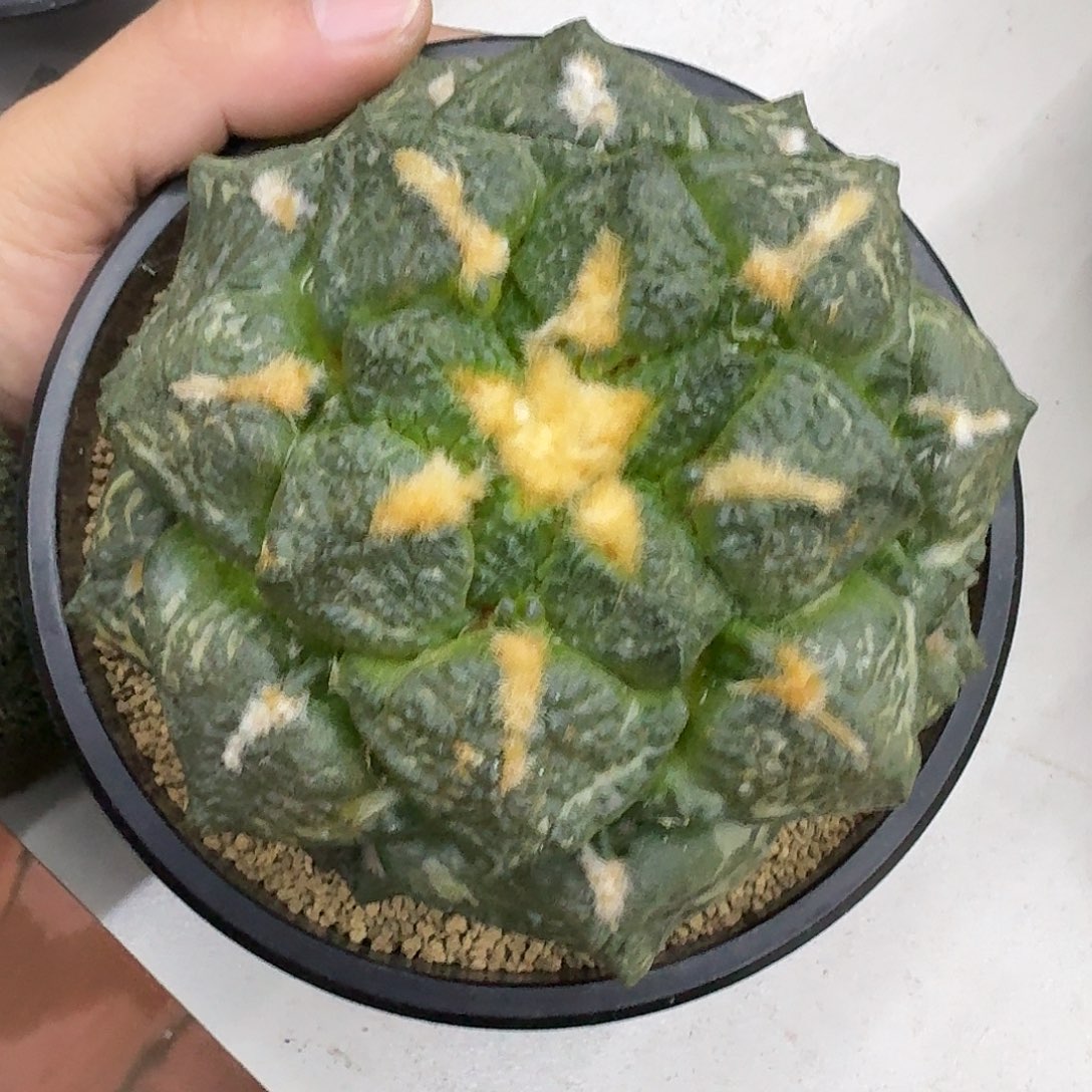 自根连山，暂未开根