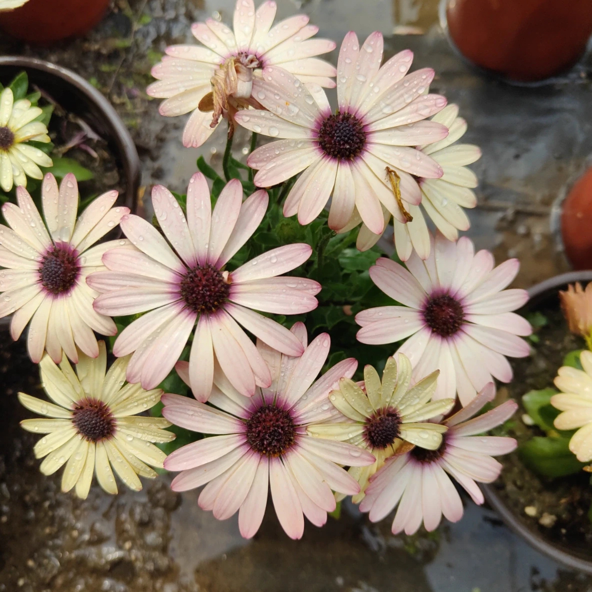 幻彩蓝目菊盆栽丛生庭院植物清香新手易养护爆花强喜水