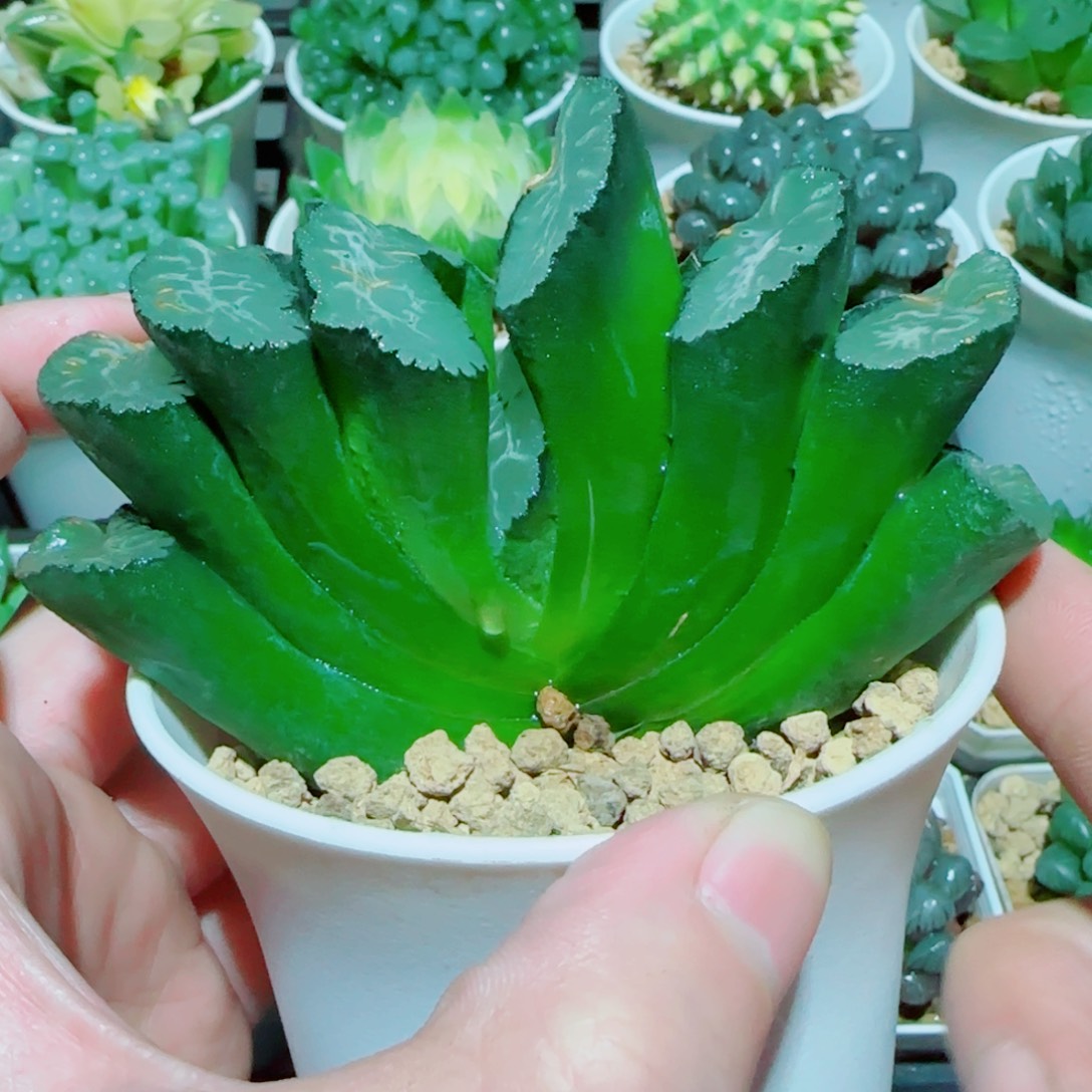 写乐玉扇四大金刚