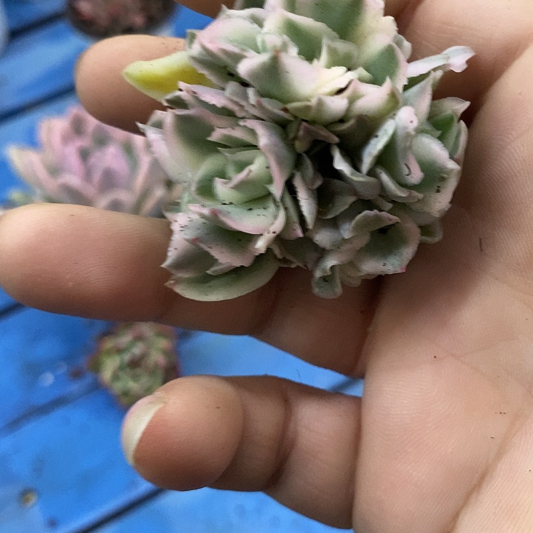 704紫蝴蝶锦多肉植物哇啦塞