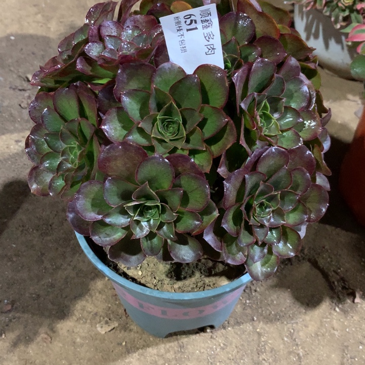 651玫瑰多肉植物特价