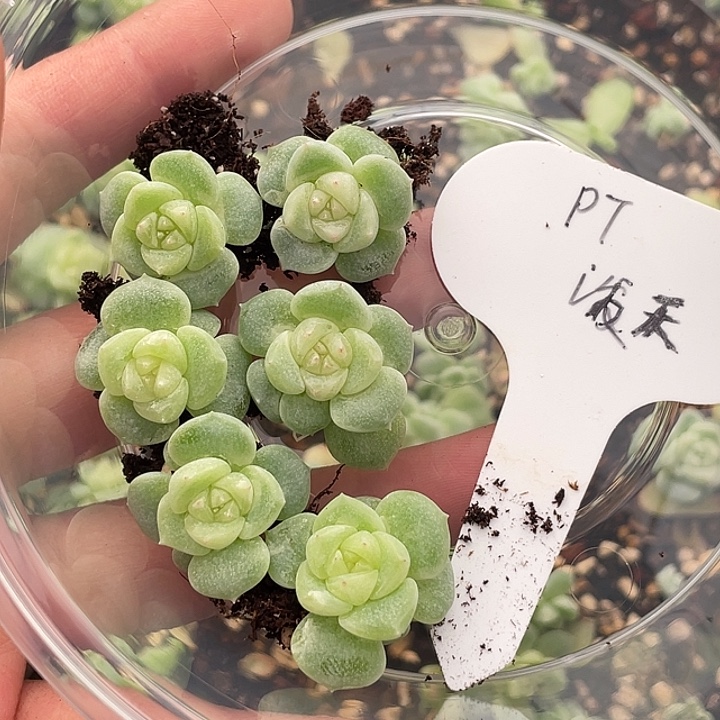 OTO多肉切糕优选dy2365