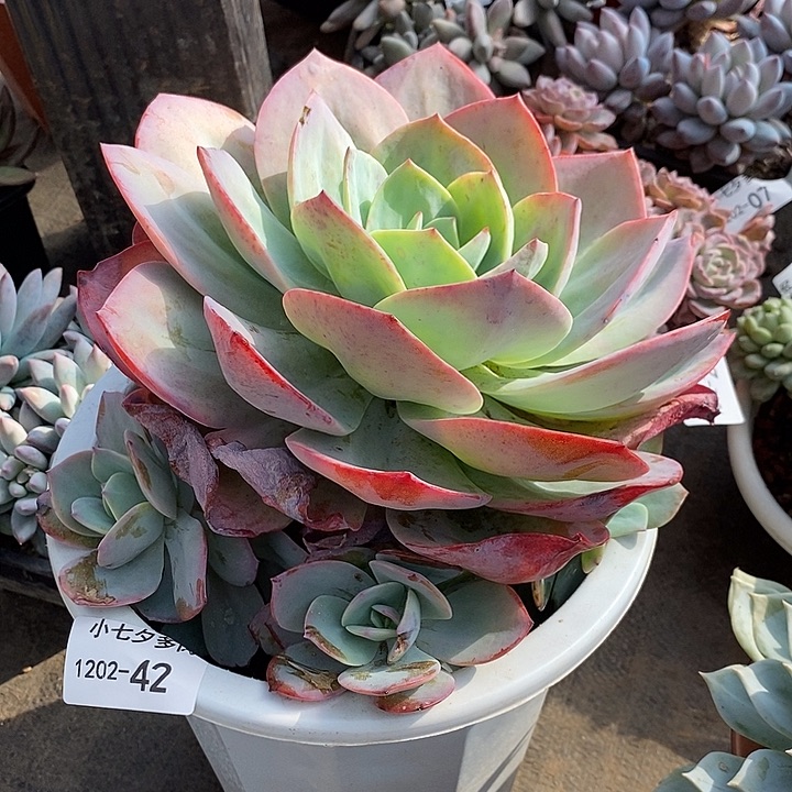 小七夕多肉血凤42特