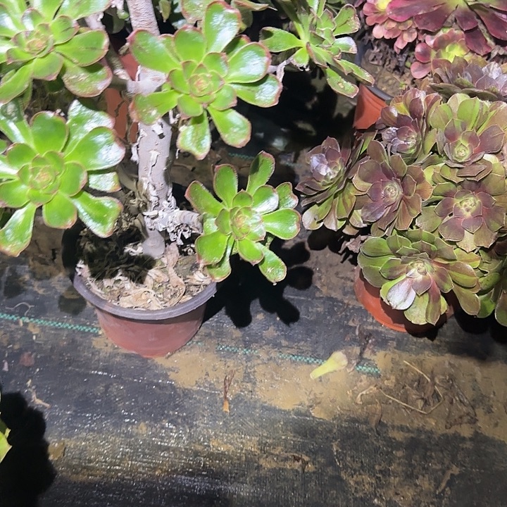 卓***余一物一拍不包损147