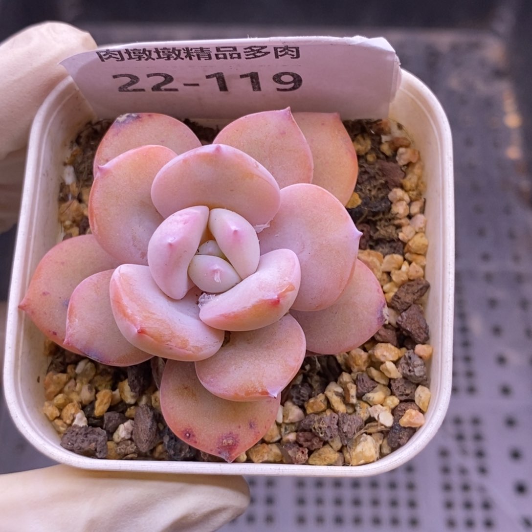 【闪购商品】22-119奶茶