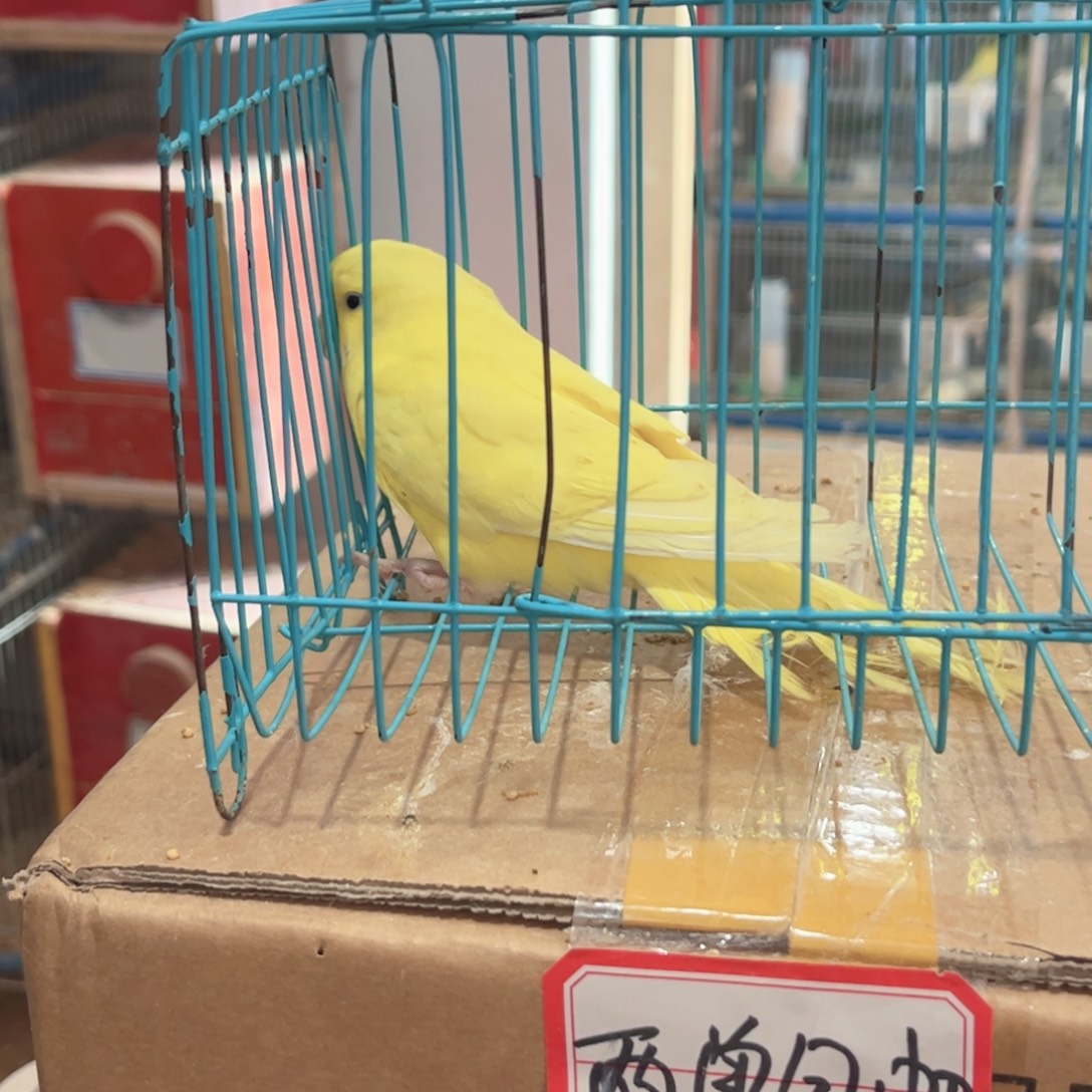 虎皮鹦鹉我的小姐姐