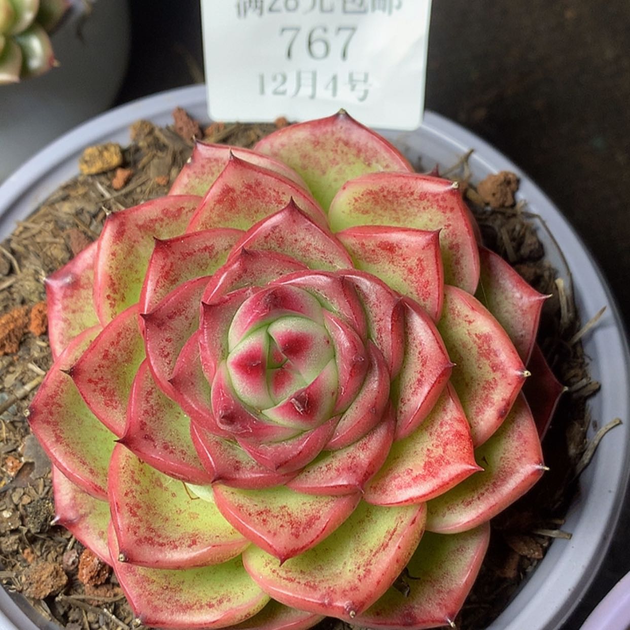 【闪购商品】云767号