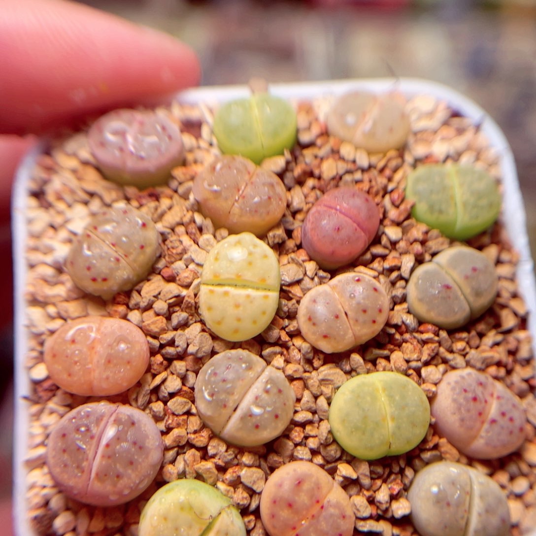 646号带盆盆包邮发货