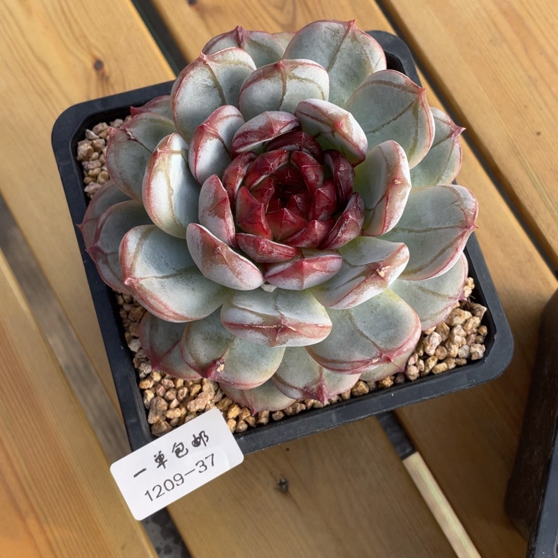 蓝***。1209-37-长相思，，，，，，，