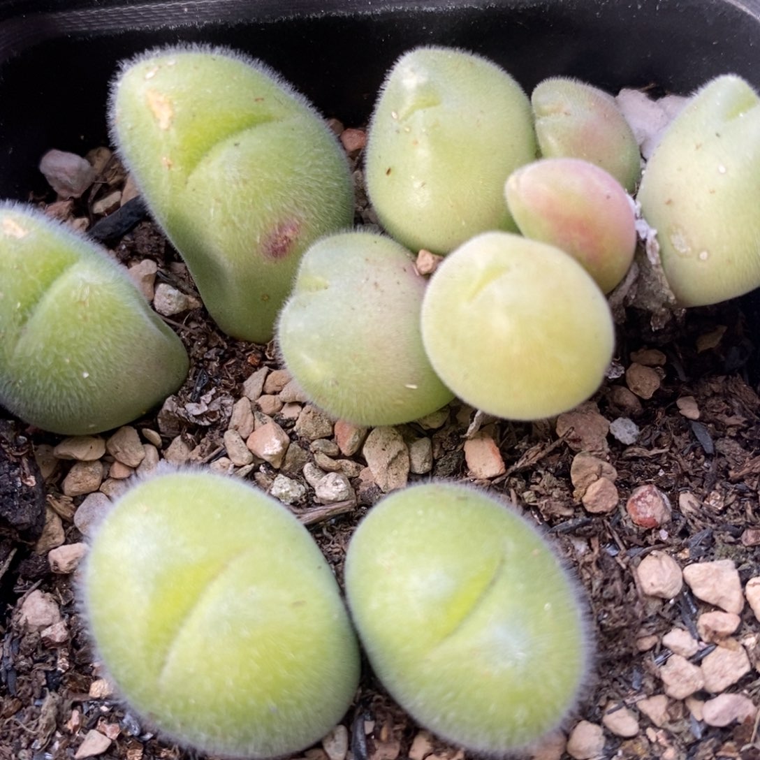 834长毛毛翠滴一盒