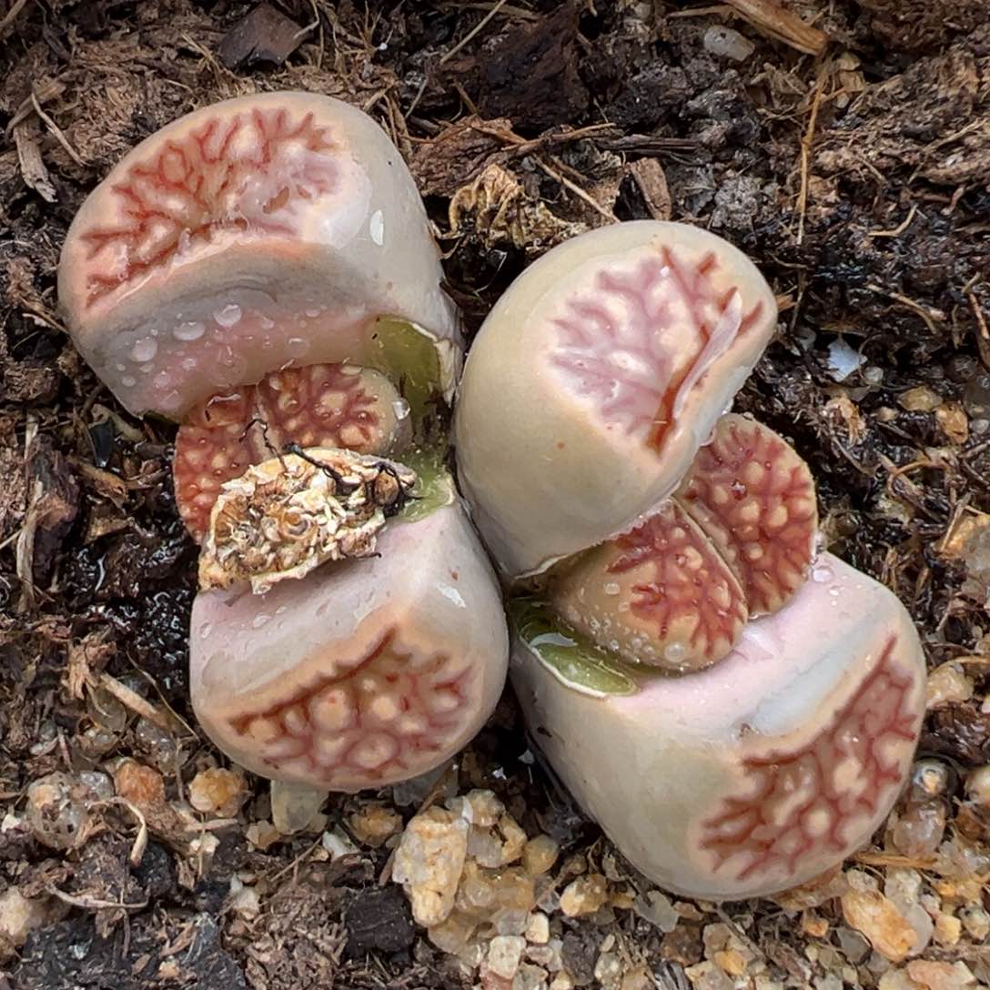 2.3好看的多肉a291