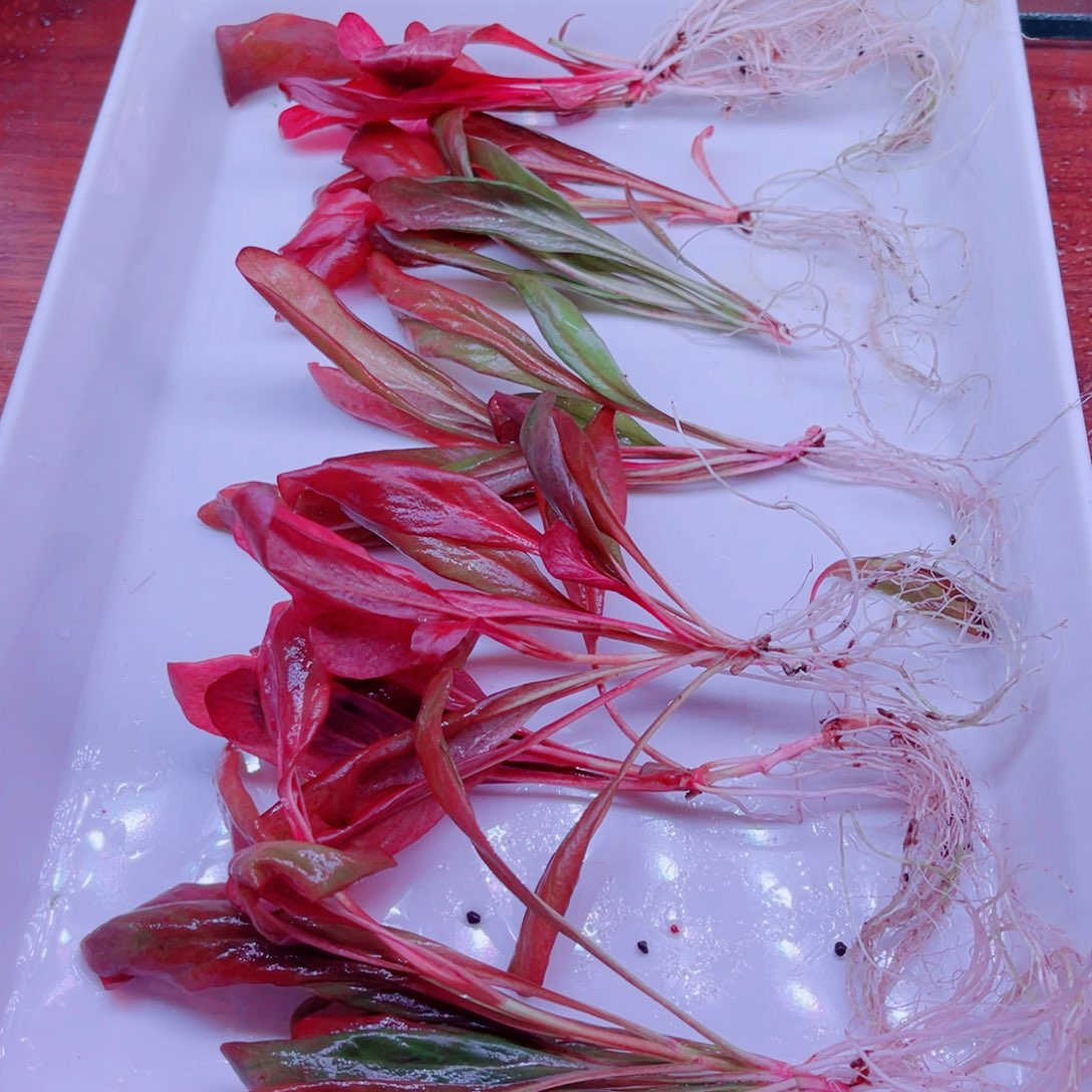 美小呆哇塞套餐一份