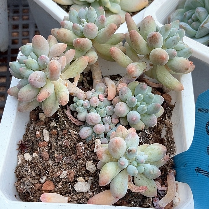 多肉植物手指1009多肉