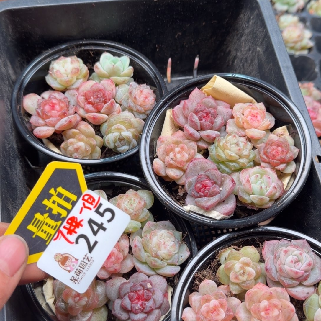 多肉植物多肉植物