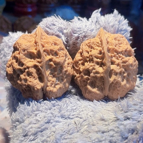 文玩核桃把件霸王龙带彩磕尖44+