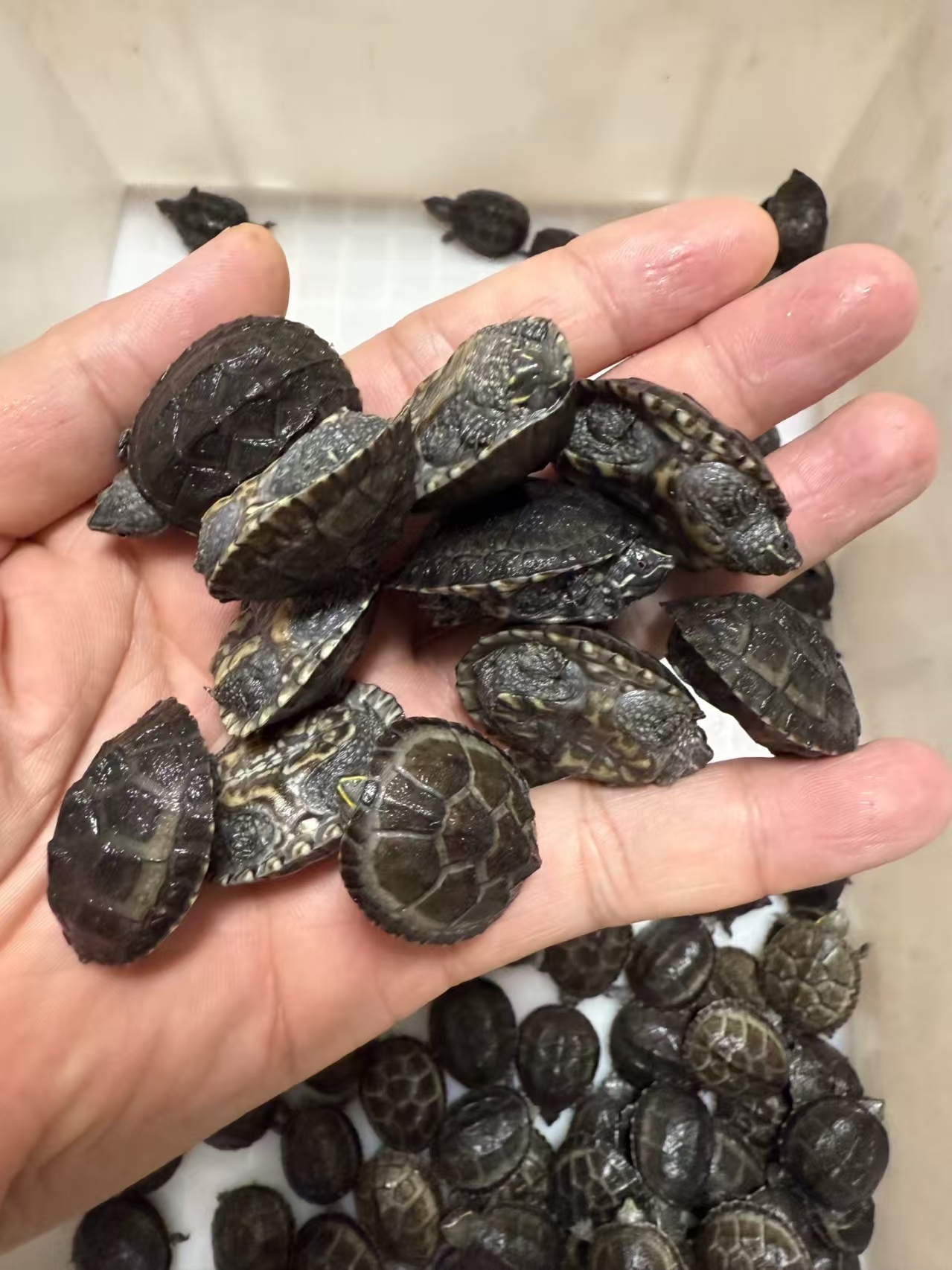 7总爬宠，麝香蛋龟，活体观赏小乌龟 10号链接