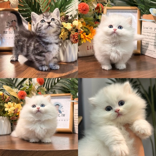 壮实说猫猫咪活体小青专属链接