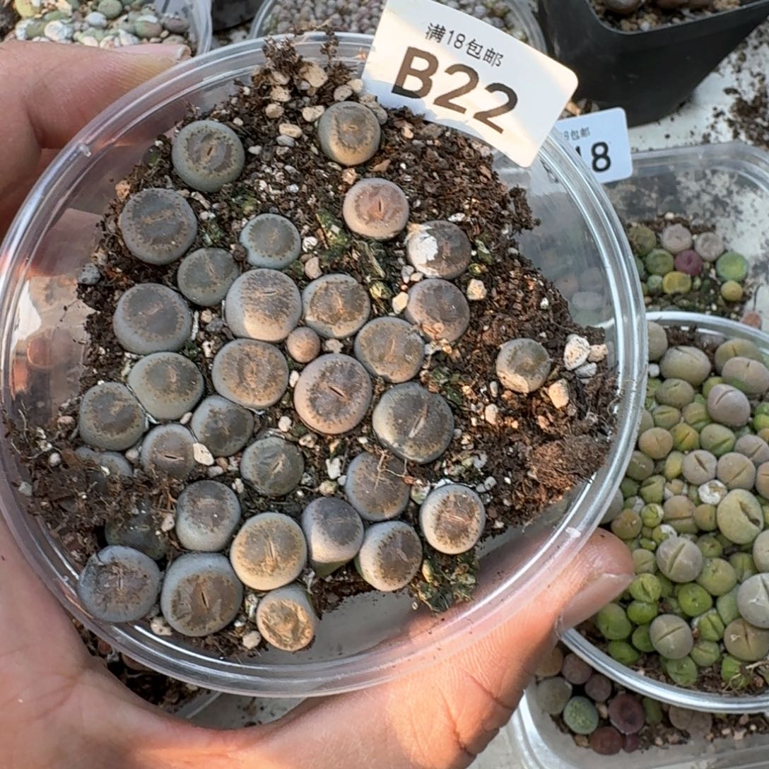 是****！B22。153。 蜕皮后窗干净