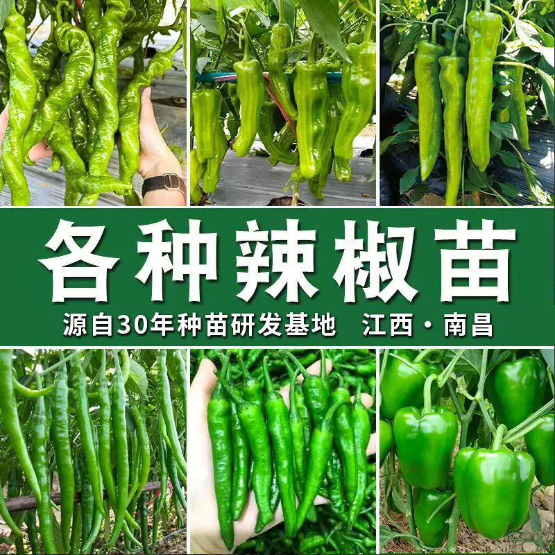 【辣椒苗】新鲜正宗樟树港辣椒杭椒秧苗抗病基地直发各地高蔬菜秧苗