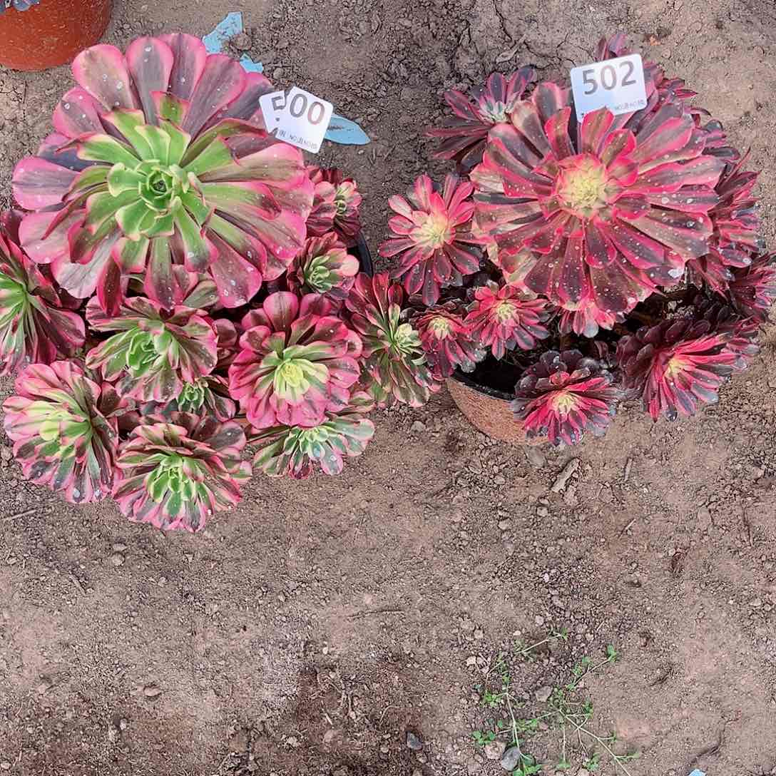 无花朵用*爱多肉植物组合500