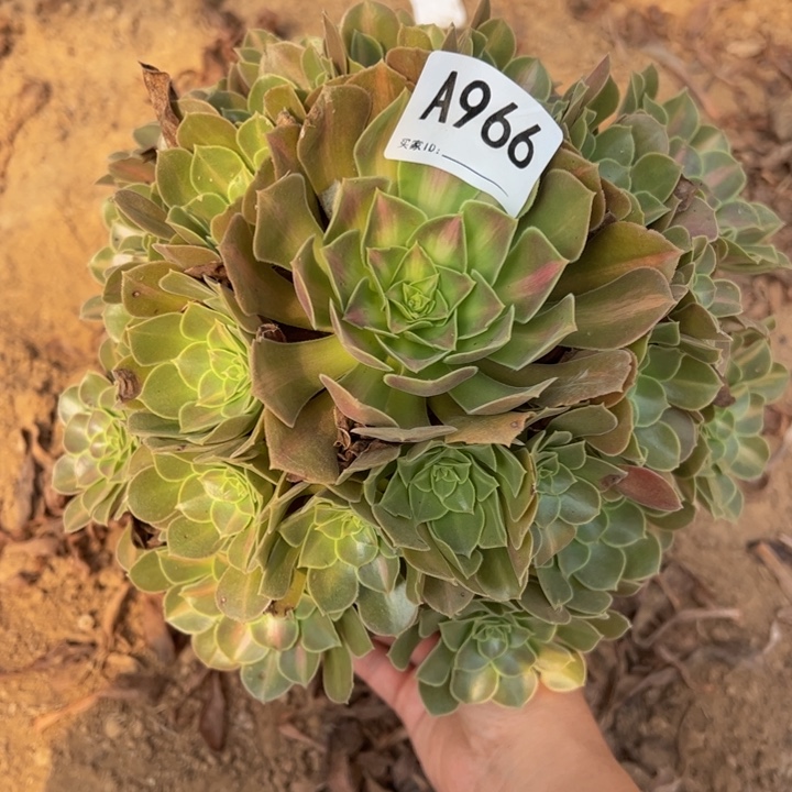 女巫中班多肉植物966.
