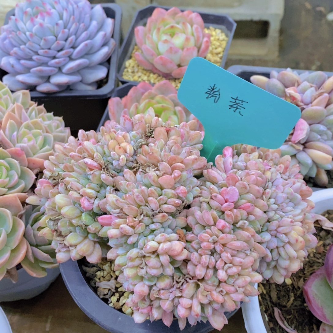 活动专场第一场，5送1