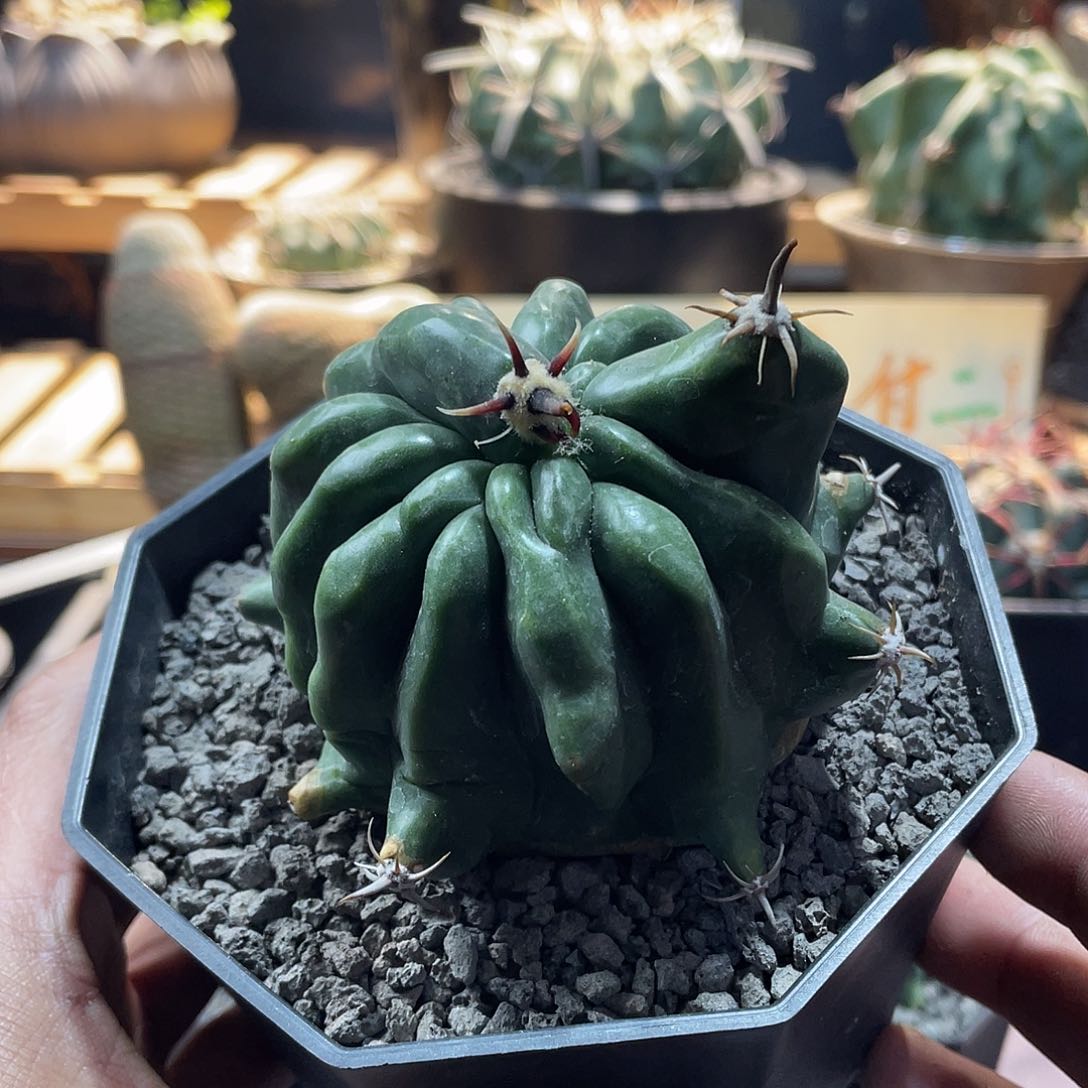 074实生根短豪刺龟甲巨鹫玉