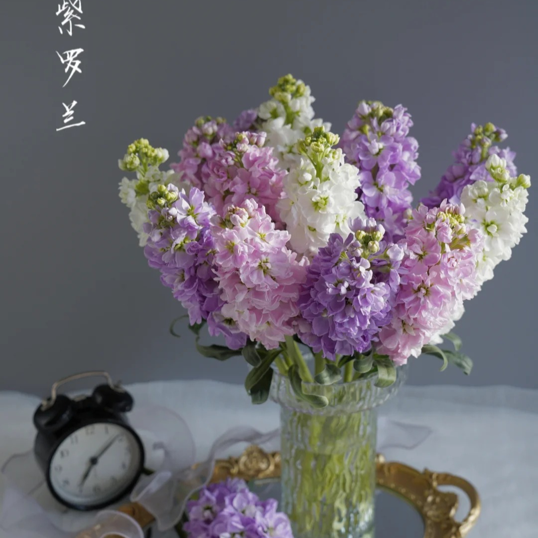 【紫罗兰】精选紫罗兰家居摆放插花云南鲜花优质鲜切花