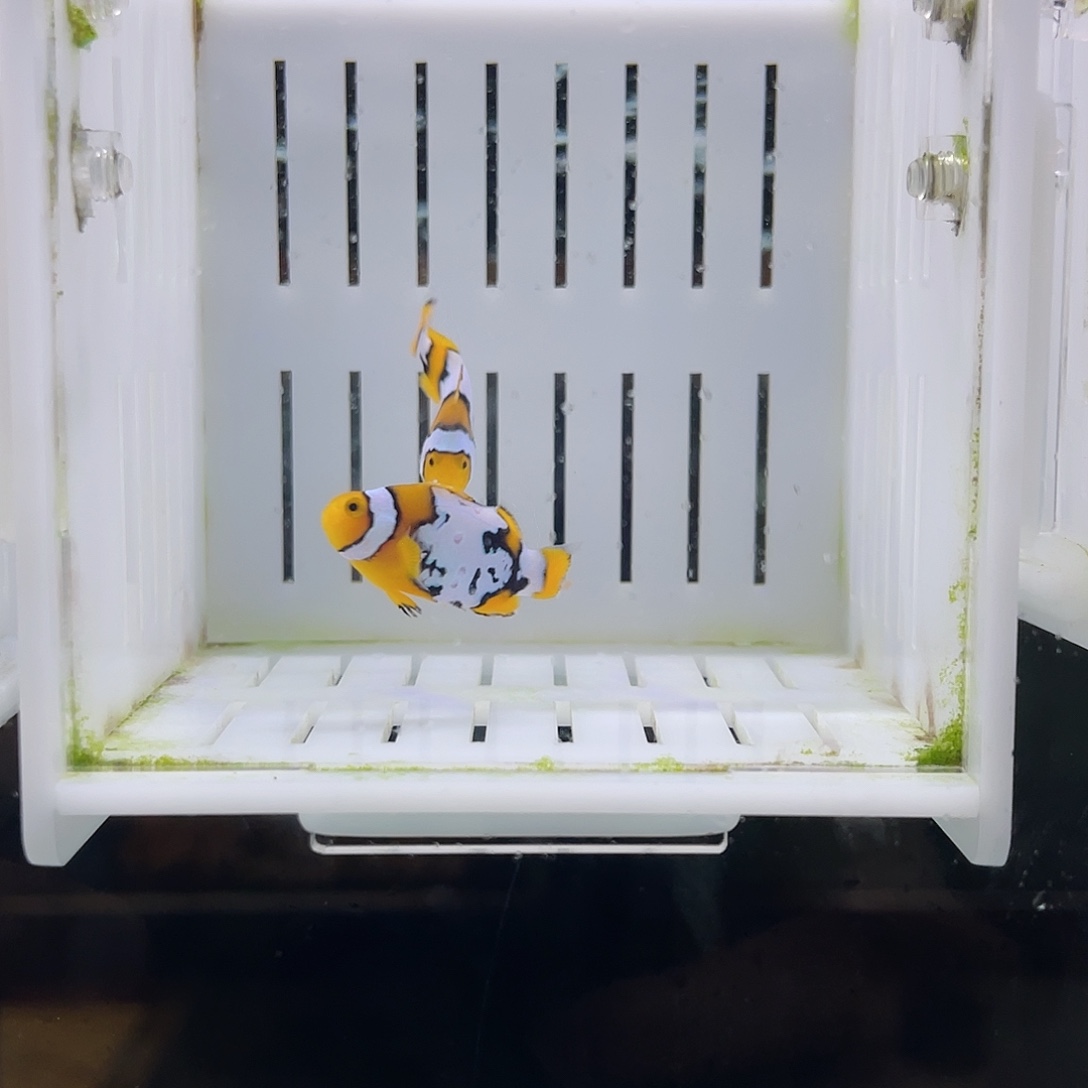 海水鱼3公分对装水墨雪印