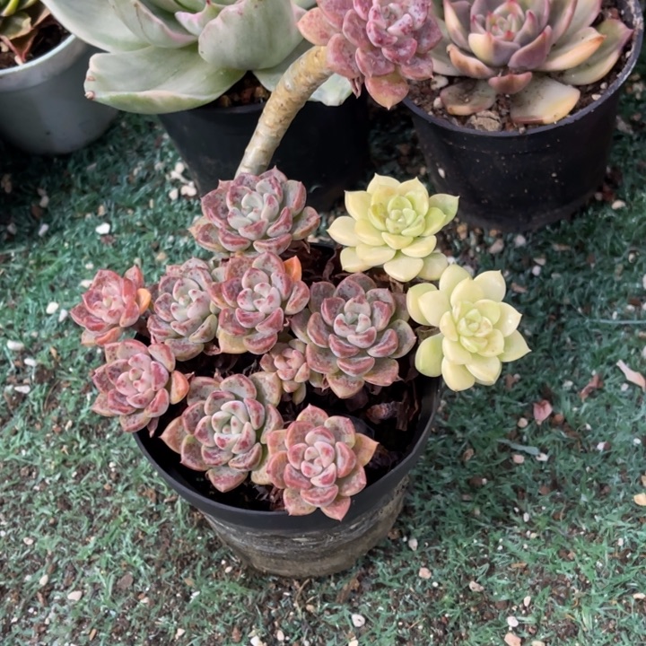 秋可园艺 造型锦群