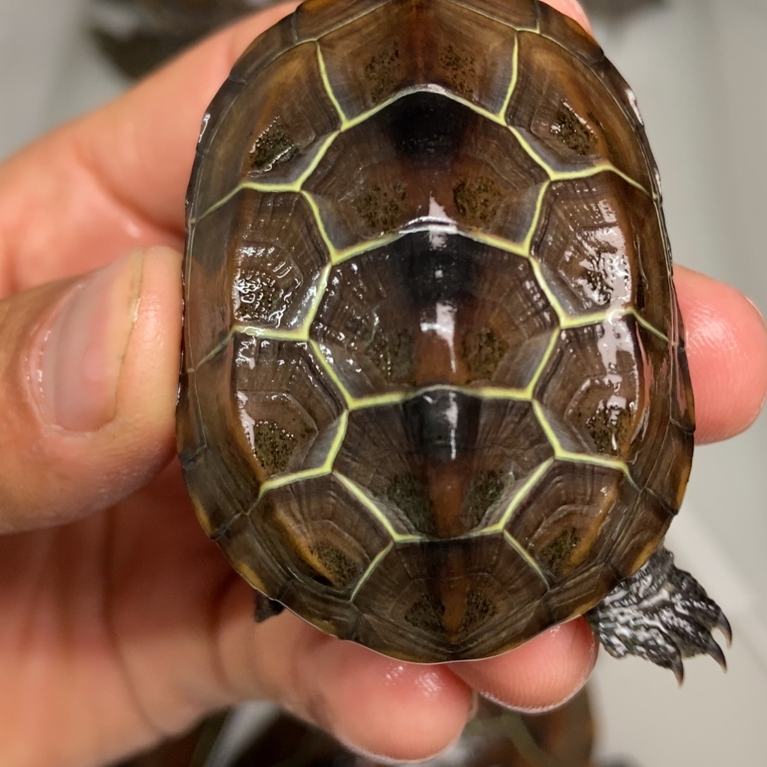 中华草龟不分公母