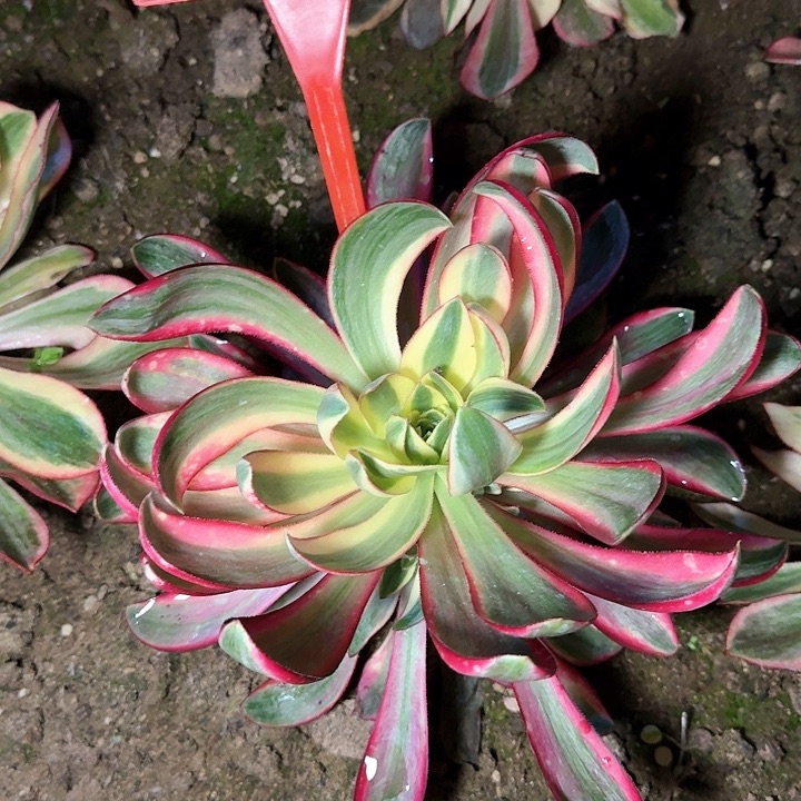 2-110烈焰多肉法师