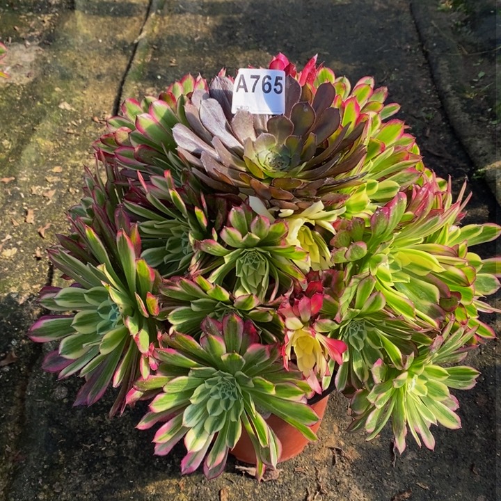 天河多肉植物765