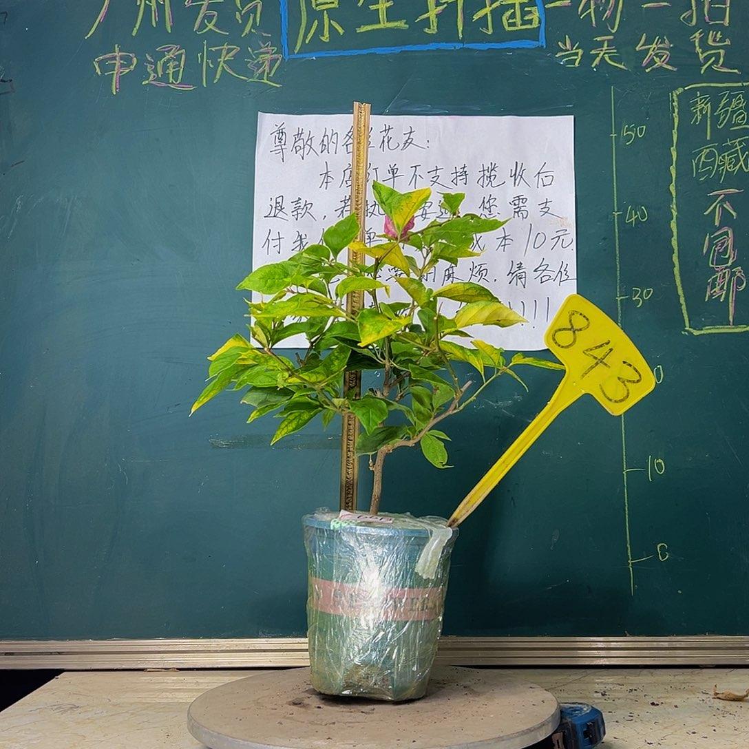 当前无花栽培后可以开花斑红樱843