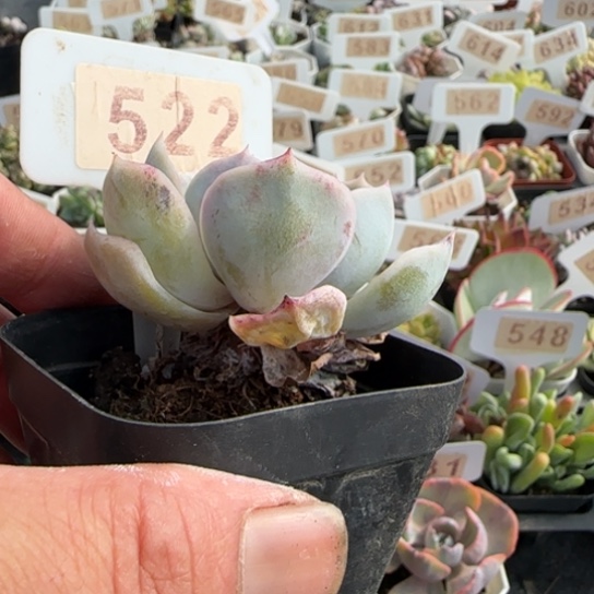 522蓝色惊喜一物一拍多肉