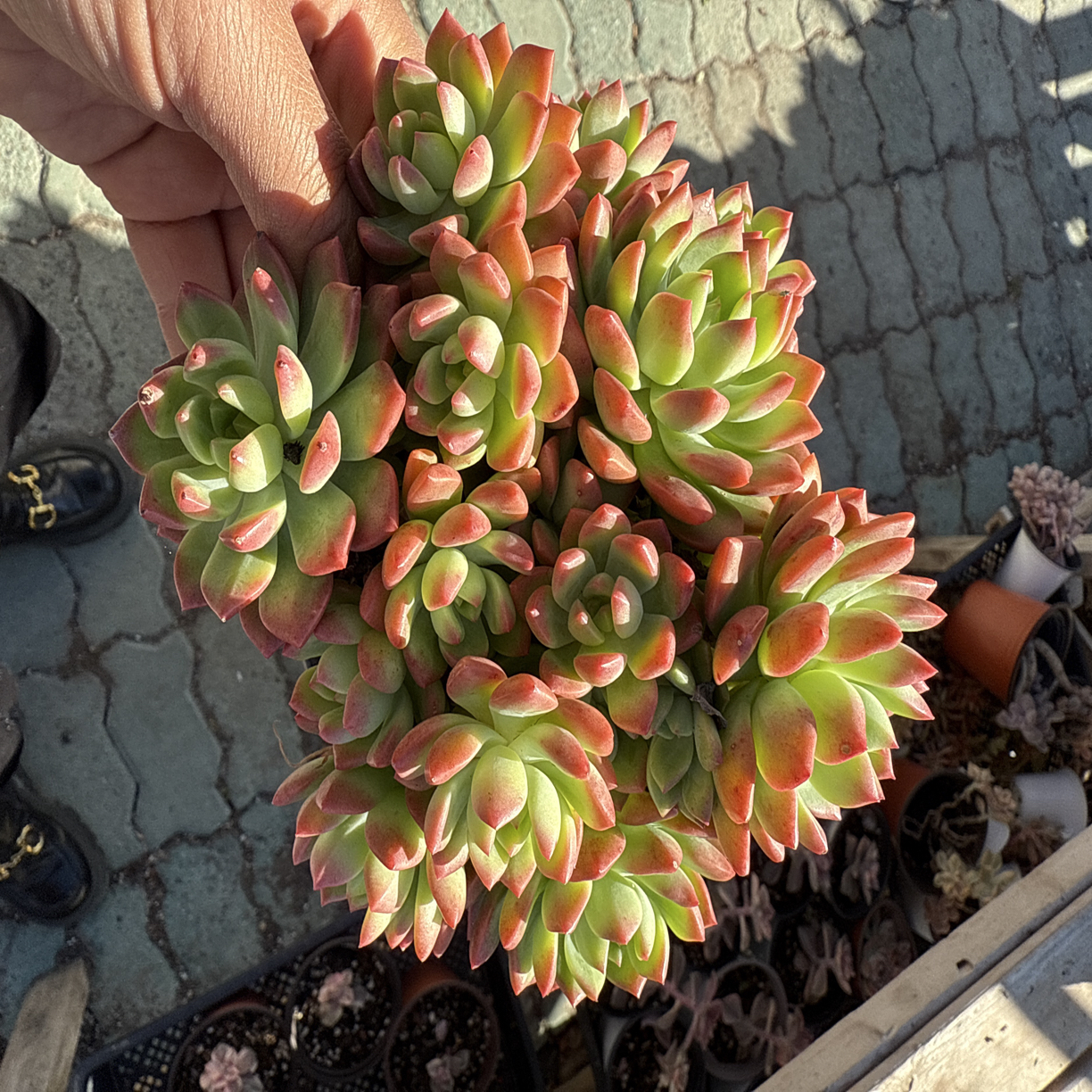 整群多肉植物精品