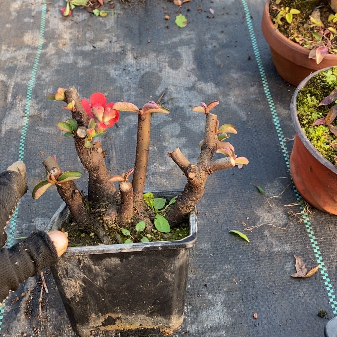 我***阳无花朵盆景盆景30